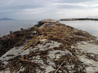 L’Ajuntament exigeix al Govern una actuació immediata per netejar la Platja de Muro