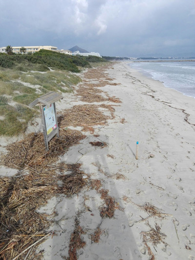 L’Ajuntament exigeix al Govern una actuació immediata per netejar la Platja de Muro