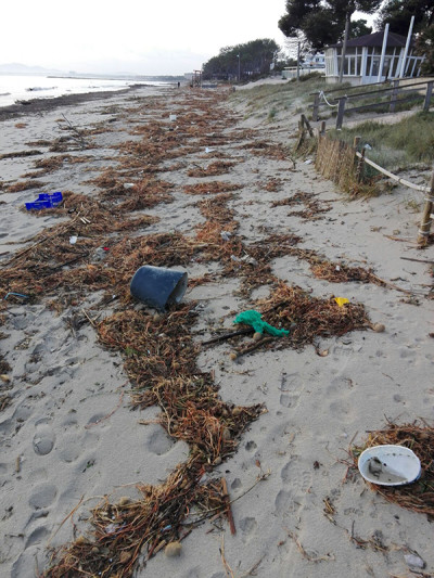 L’Ajuntament exigeix al Govern una actuació immediata per netejar la Platja de Muro