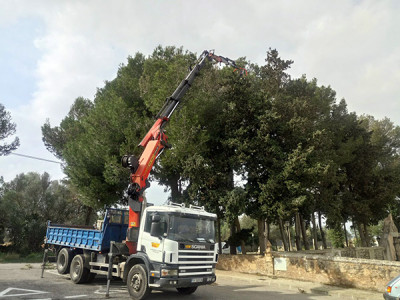 Processionària a Muro