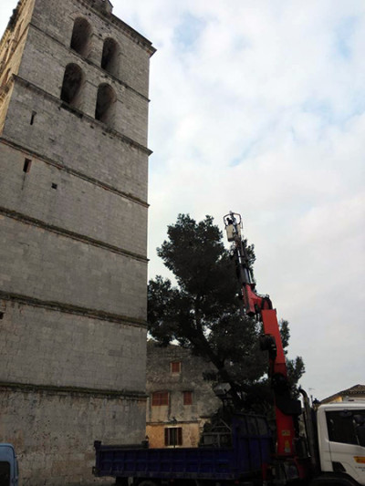 Processionària a Muro