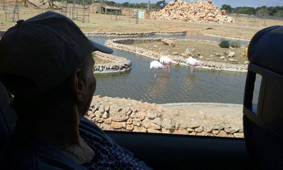 Els nostres majors de la Residència Reina Sofia van anar ahir d'excursió al Safari Zoo Sa Coma